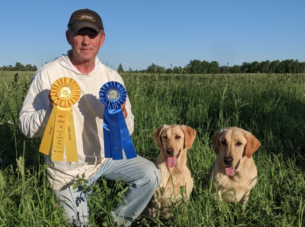 A handler kneeling in tall grass with two yellow Labrador Retrievers, holding second and third place field trial rosettes