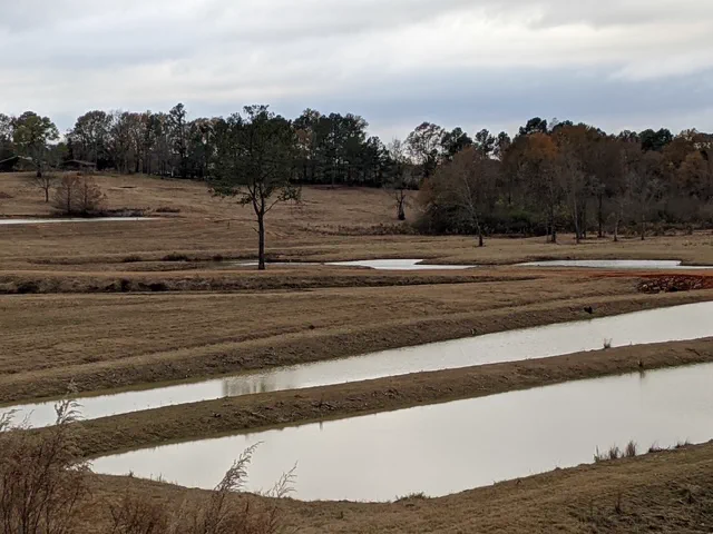 Flooded fields divided by low grassy levees under an overcast sky, with a lone bare tree in the middle distance