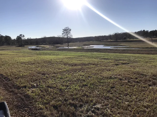 A sunlit pasture with shallow ponds and a lone tree under a clear sky