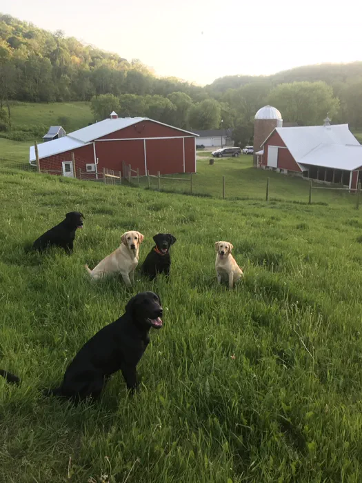 Five Labrador Retrievers in a tall grassy field on a farm, two red barns behind them