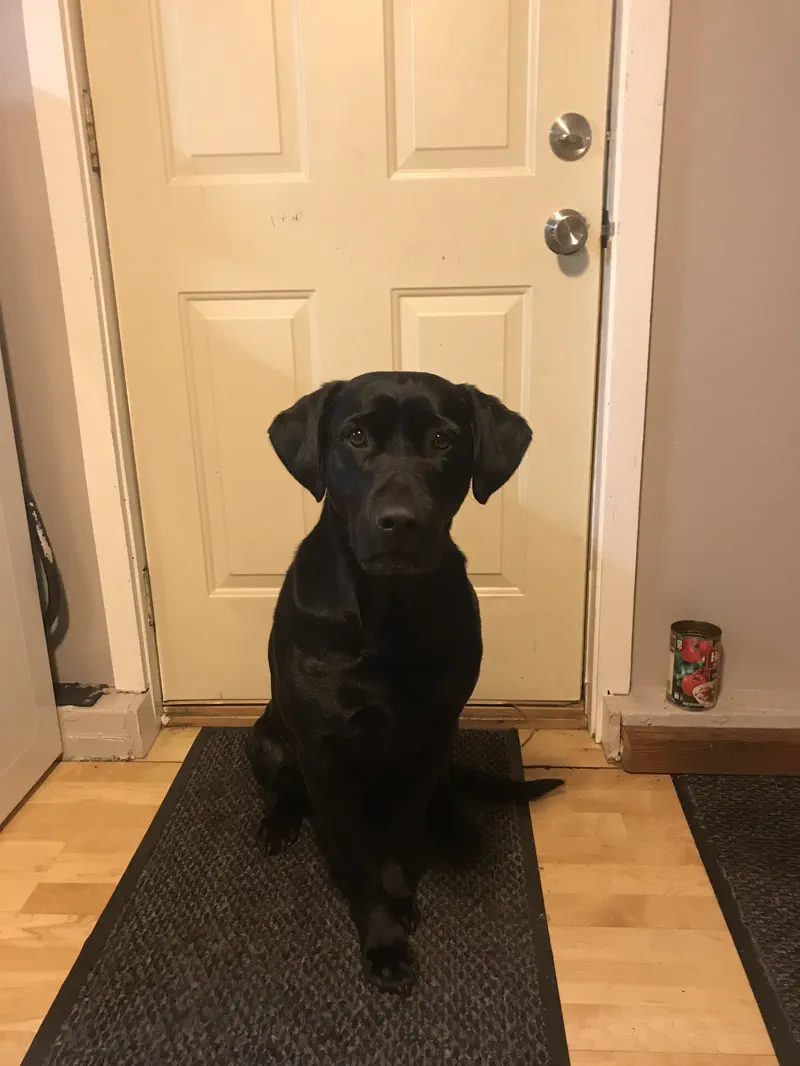 A black Labrador Retriever sitting indoors on a rug beside a white door
