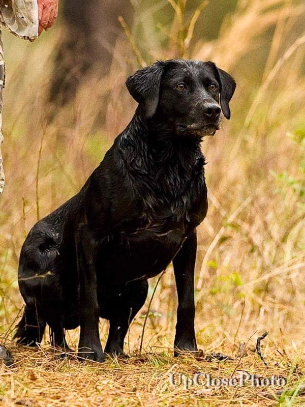 A wet black retriever sitting in tall dry grass, looking off to the side
