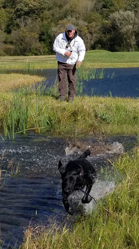 A man in a white jacket and cap stands on a grassy bank as a black dog splashes out of a pond toward him