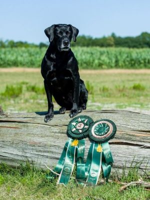 Odie, a black Labrador retriever, sitting on a log with two award ribbons in front of him