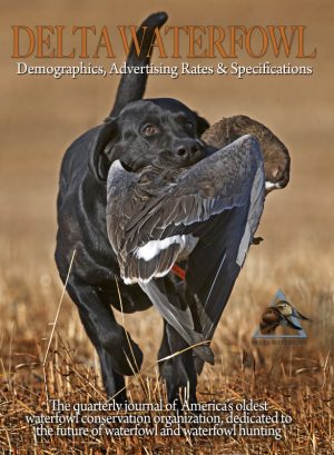 A retriever on a waterfowl retrieve