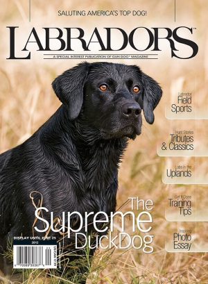 Labradors at Reaction Retrievers